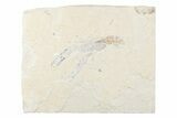 Cretaceous Lobster (Pseudostacus) Fossil - Lebanon #376339-1